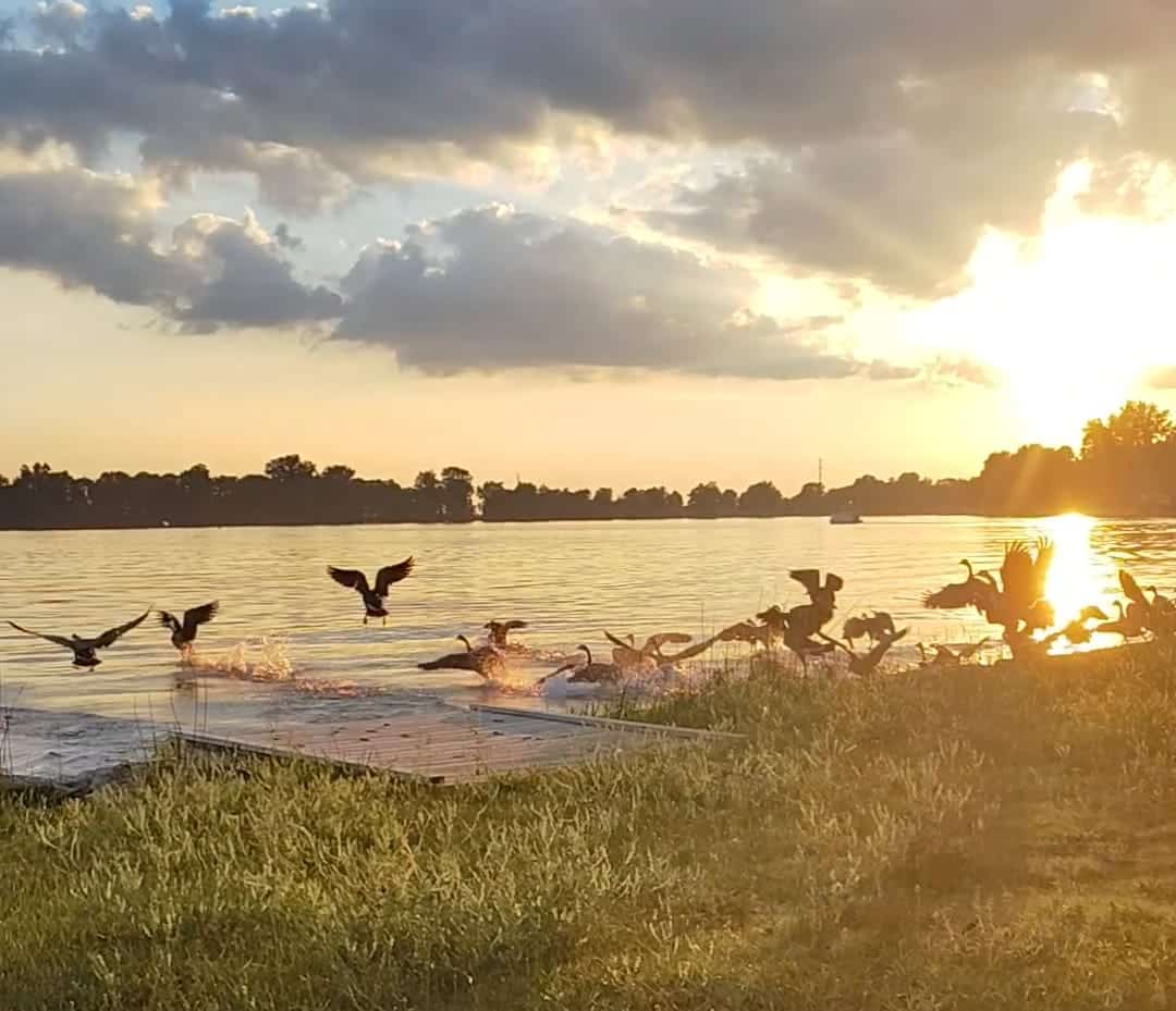 Waubee Lake with Birds at Sunset at Camp Mack