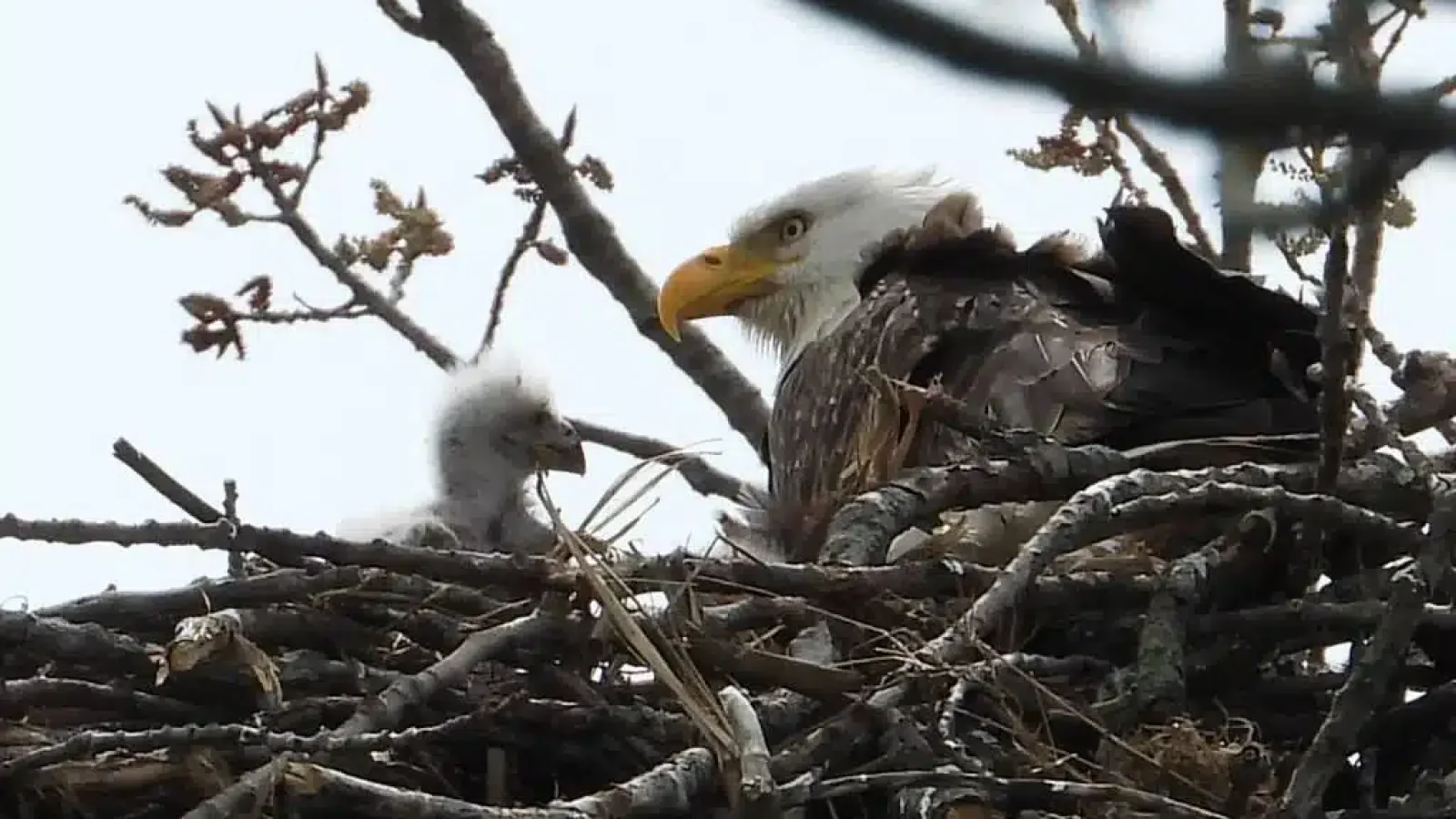 Eagle Watch